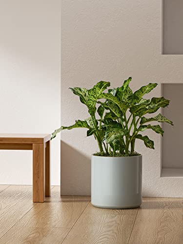 12 Inch Pot for Plants