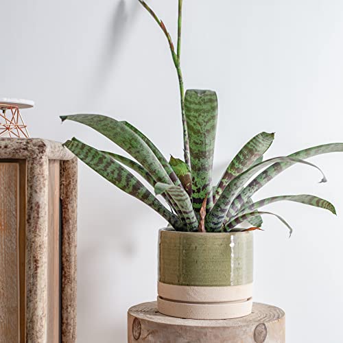 8 Inch Pots for Plants