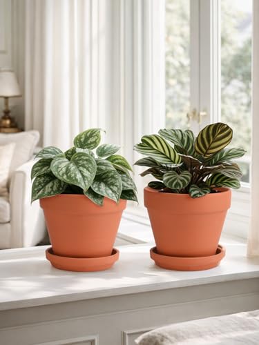 Terracotta Pots Set with Saucer (2 Count)