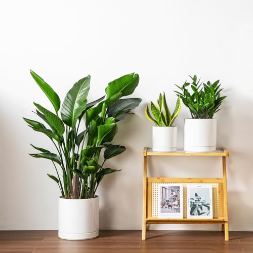 Ceramic Planters (3 Count)