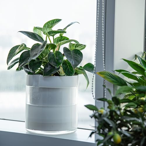 10 Inch Self Watering Planter
