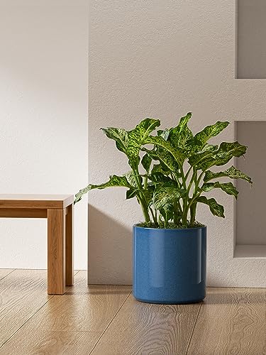 12 Inch Pot for Plants