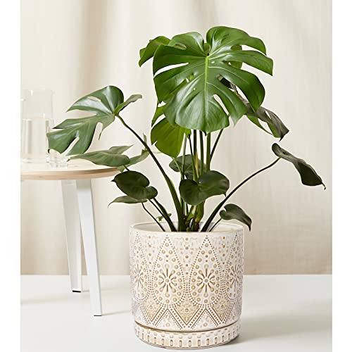 8 Inch + 6 Inch Indoor Plant Pot with Drainage Holes and Saucers (2 Count)