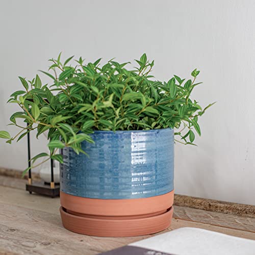 8 Inch Pots for Plants