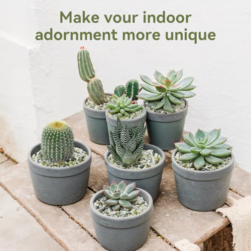 5LB Succulent and Cactus Pebbles