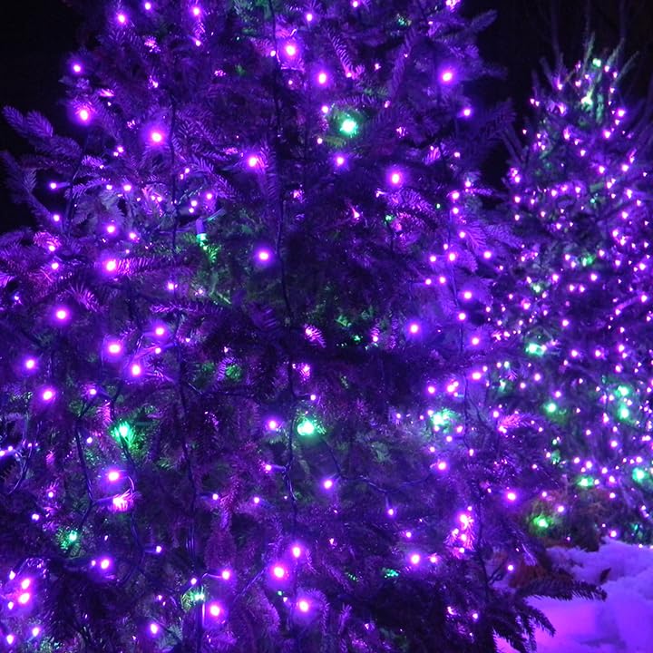 Solar Halloween Lights Outdoor 2 Pack 200 LED 66FT String Lights Purple (2 Count)