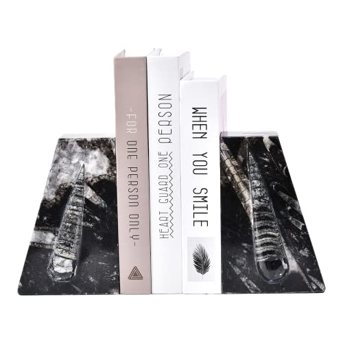 Natural Orthoceras Fossil Bookends