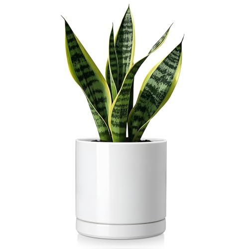 Ceramic Plant Pots