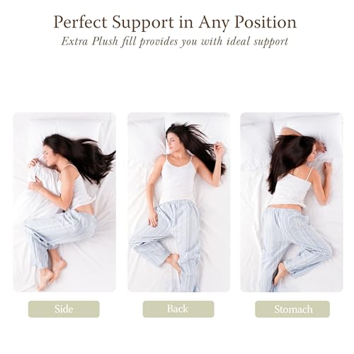 300 Thread Count Cotton Standard Pillow (2 Count)
