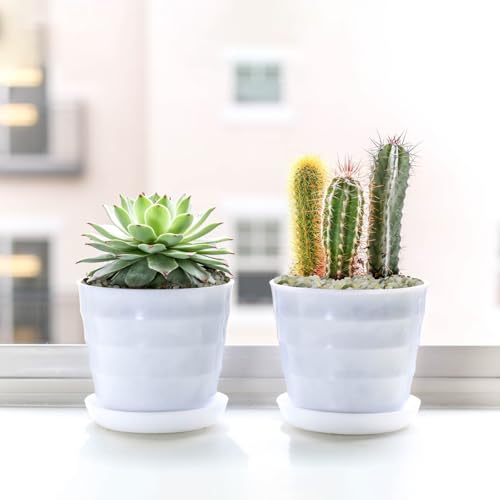 2.5LB Succulent and Cactus Pebbles