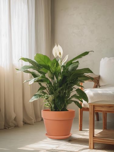 12 Inch Terracotta Pot with Saucer