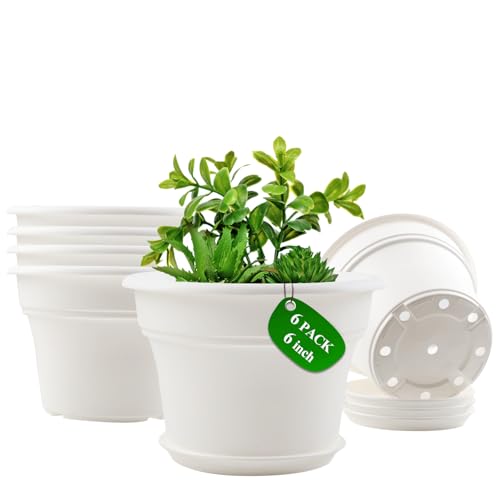 6 Inch Plastic (6 Count)