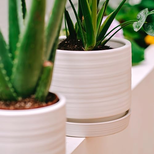 8 Inch Pots for Plants