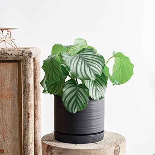 8 Inch Pots for Plants