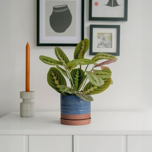 6 Inch Plant Pots