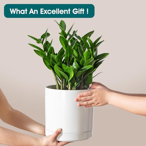 Ceramic Plant Pots