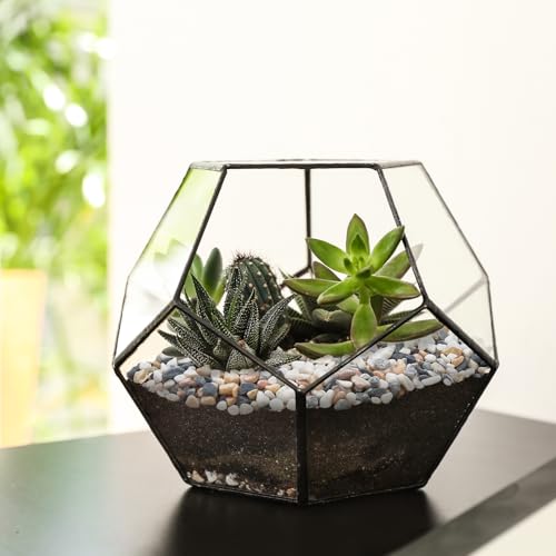 5 lbs Small Rocks for Plants