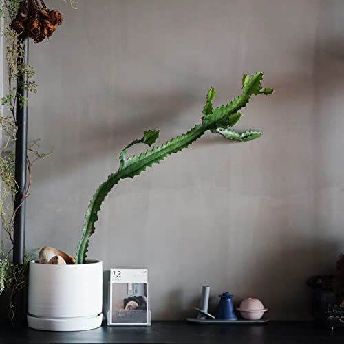 8 Inch Pots for Plants