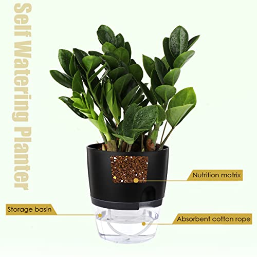 6 Inch Self Watering Pots for Indoor Plants African Violet Pots (3 Count)