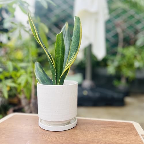 Ceramic Plant Pot Drainage Hole & Saucer for Indoor Plants