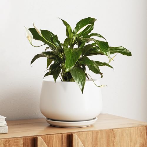Ceramic Planter