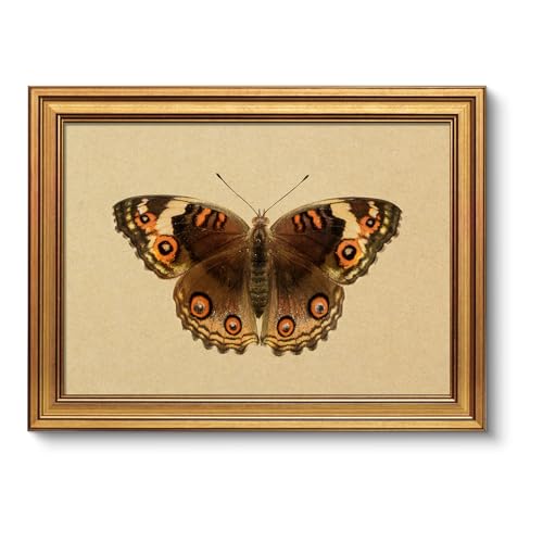 Gold Framed Vintage Butterfly Wall Art