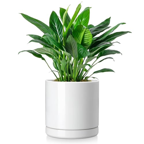 Ceramic Plant Pots