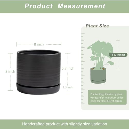 8 Inch Pots for Plants