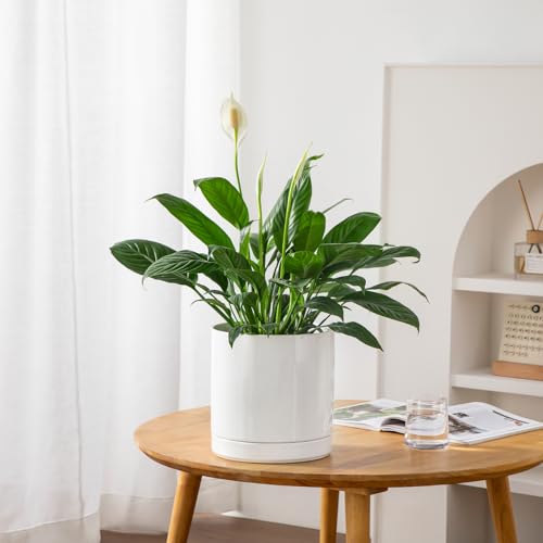 Ceramic Plant Pots