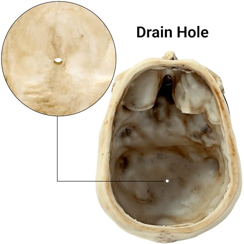 Skull Planter with Drain Hole