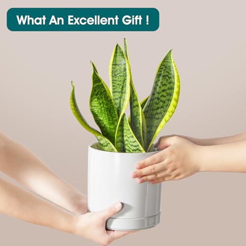 Ceramic Plant Pots