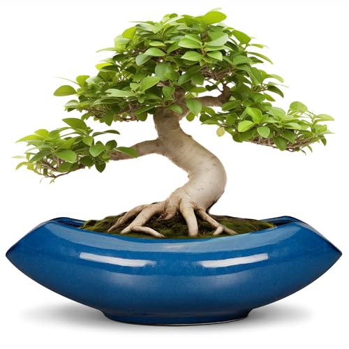 Bonsai Tree Pot 18 Inch
