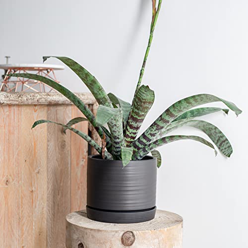 8 Inch Pots for Plants