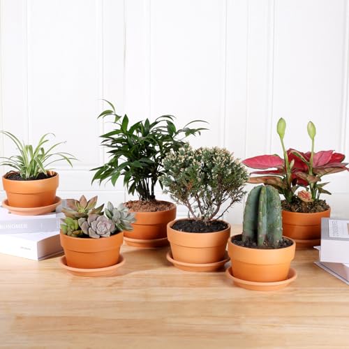 5 Inch Terracotta Shallow Pots Set with Saucer (6 Count)