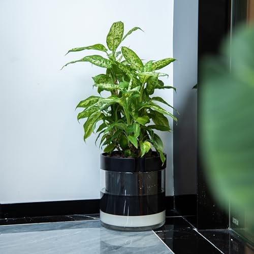 10 Inch Self Watering Terracotta Planter