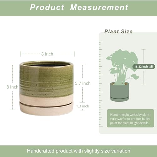 8 Inch Pots for Plants