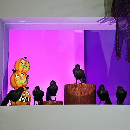 6 Pack Halloween Black Feathered Crows (6 Count)
