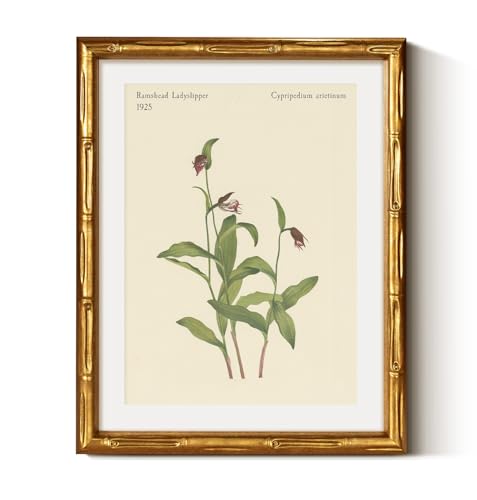Gold Bamboo Framed Botanical Wall Art
