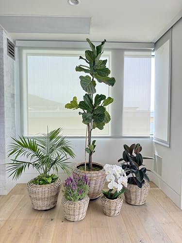 Rattan Planter Basket Plant Pot Holder 2.5