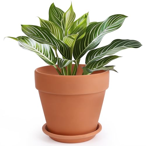 Terracotta Pot with Saucer