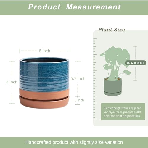 8 Inch Pots for Plants