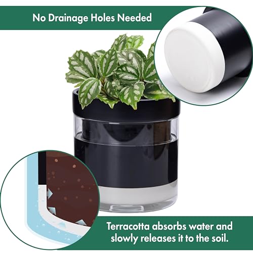 6 Inch Self Watering Terracotta Planter