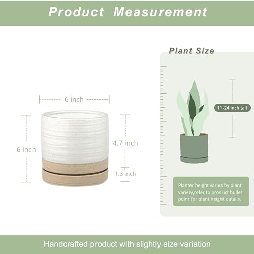 6 Inch Plant Pots
