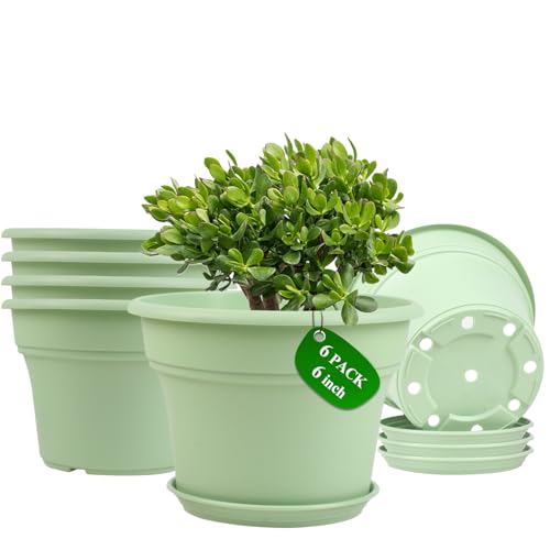 6 Inch Plastic (6 Count)