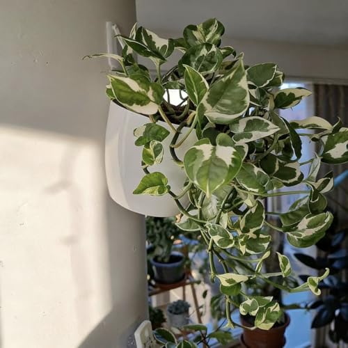 6 Pack White Hanging Planter Pots Self Watering Vertical Garden Wall Mount Window Hang Round Plastic Container Indoor Outdoor for Plants Flowers Succulent Kitchen Living Herbs Holder Decor (6 Count)