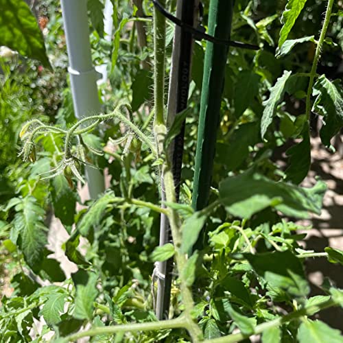 Garden Plant Stakes (25 Count)