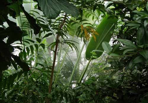 Green Leaf Wallpaper Tropical Jungle Wall Mural
