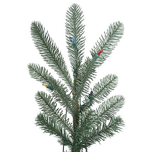 G160460 Alberta Blue Spruce Christmas Tree