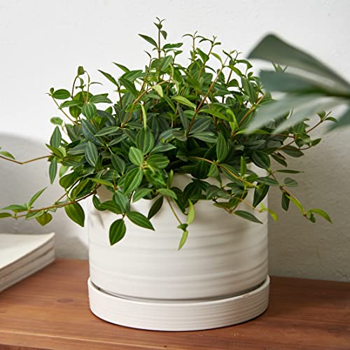 8 Inch Pots for Plants