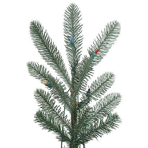 G160475 Alberta Blue Spruce Christmas Tree